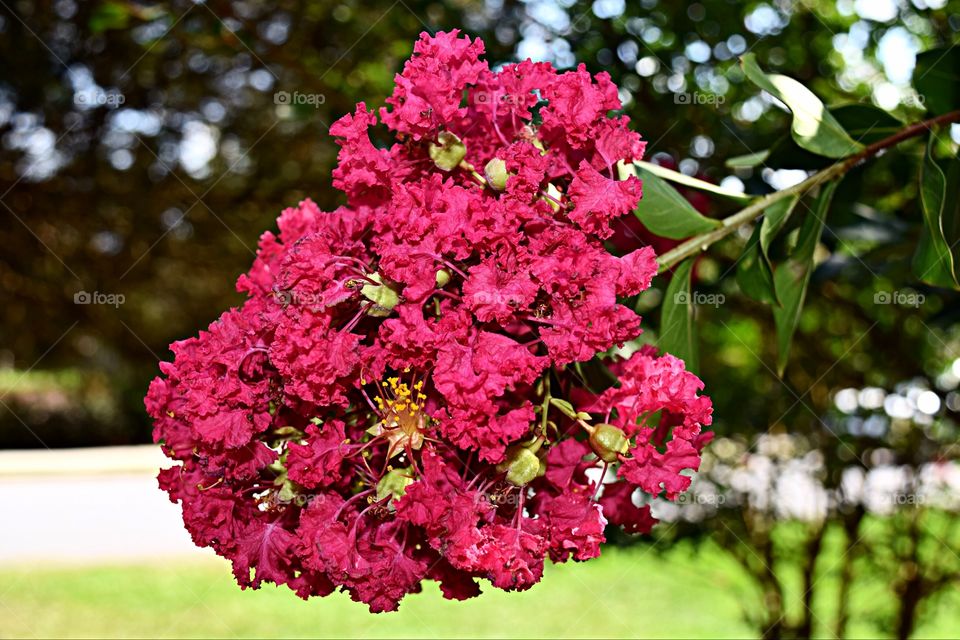Close-up of crepe myrtles flowers