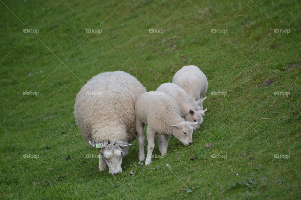 Mother And Lambs