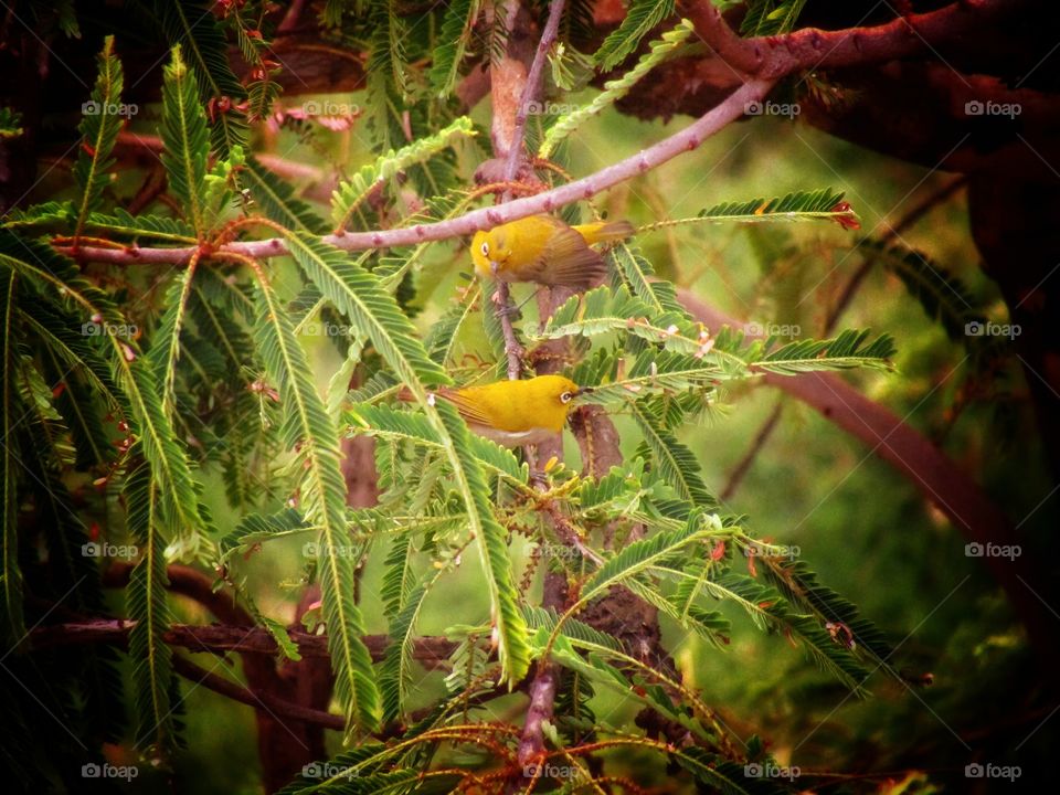 Beautiful small yellow color Oriental white-eye bird or Zosterops palpebrosus.