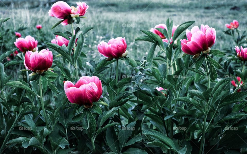 Rare tulips
