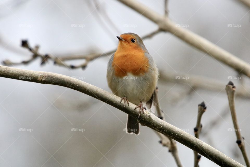 Robin
