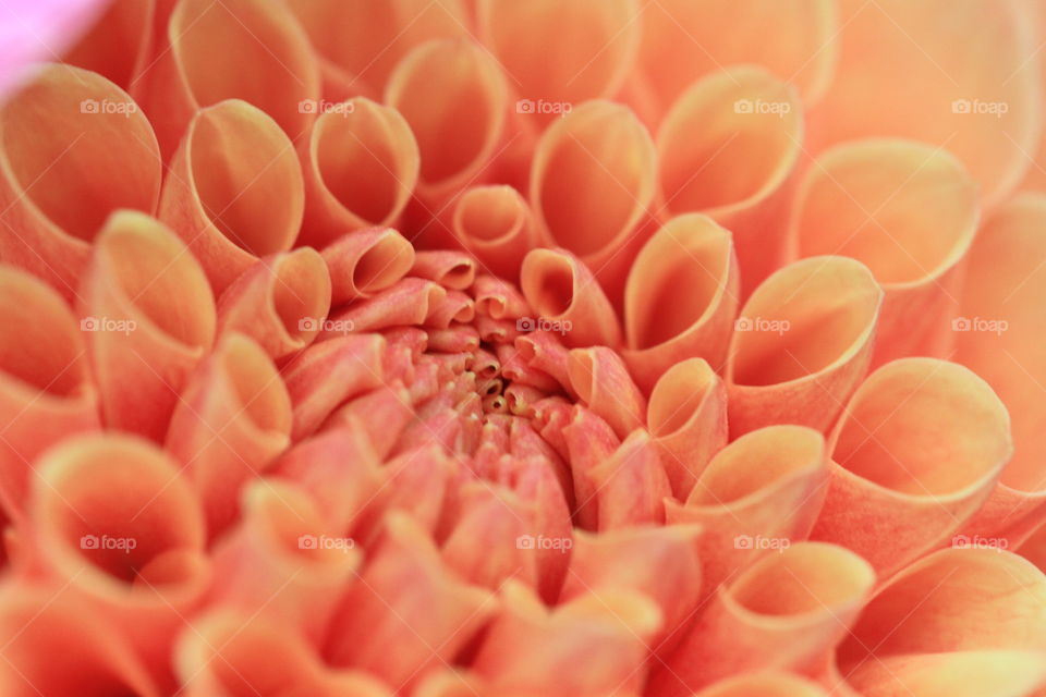 Pom Pom Dahlia. An orange Pom Pom dahlia showing an intricate pattern of petals 