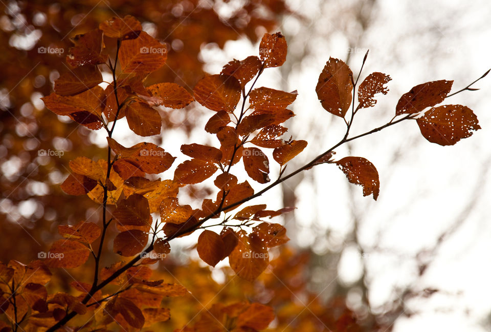 Close-up of autumn leaves