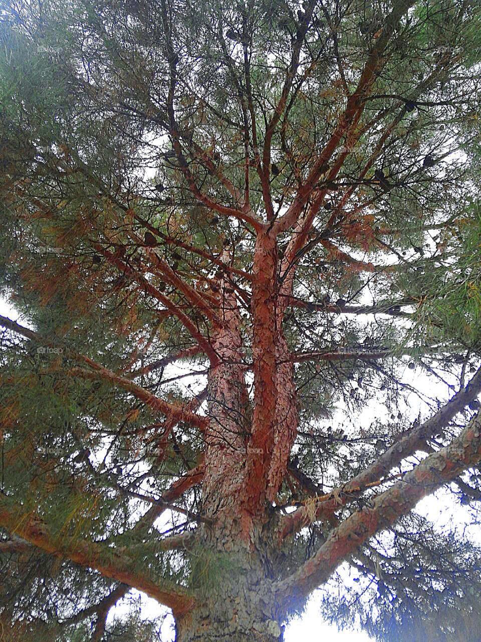 Pine Cone Tree