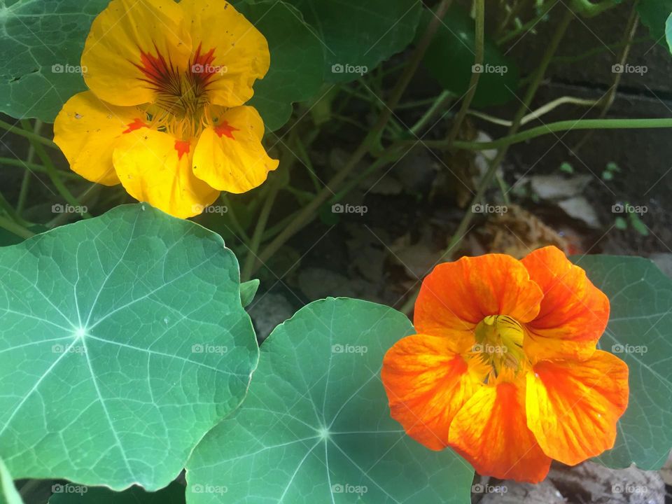 Yellow and orange nasturtiums flowers 