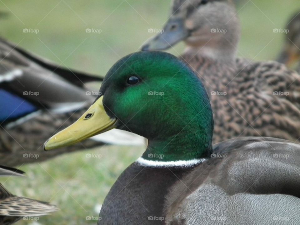 Mallard glamour shot