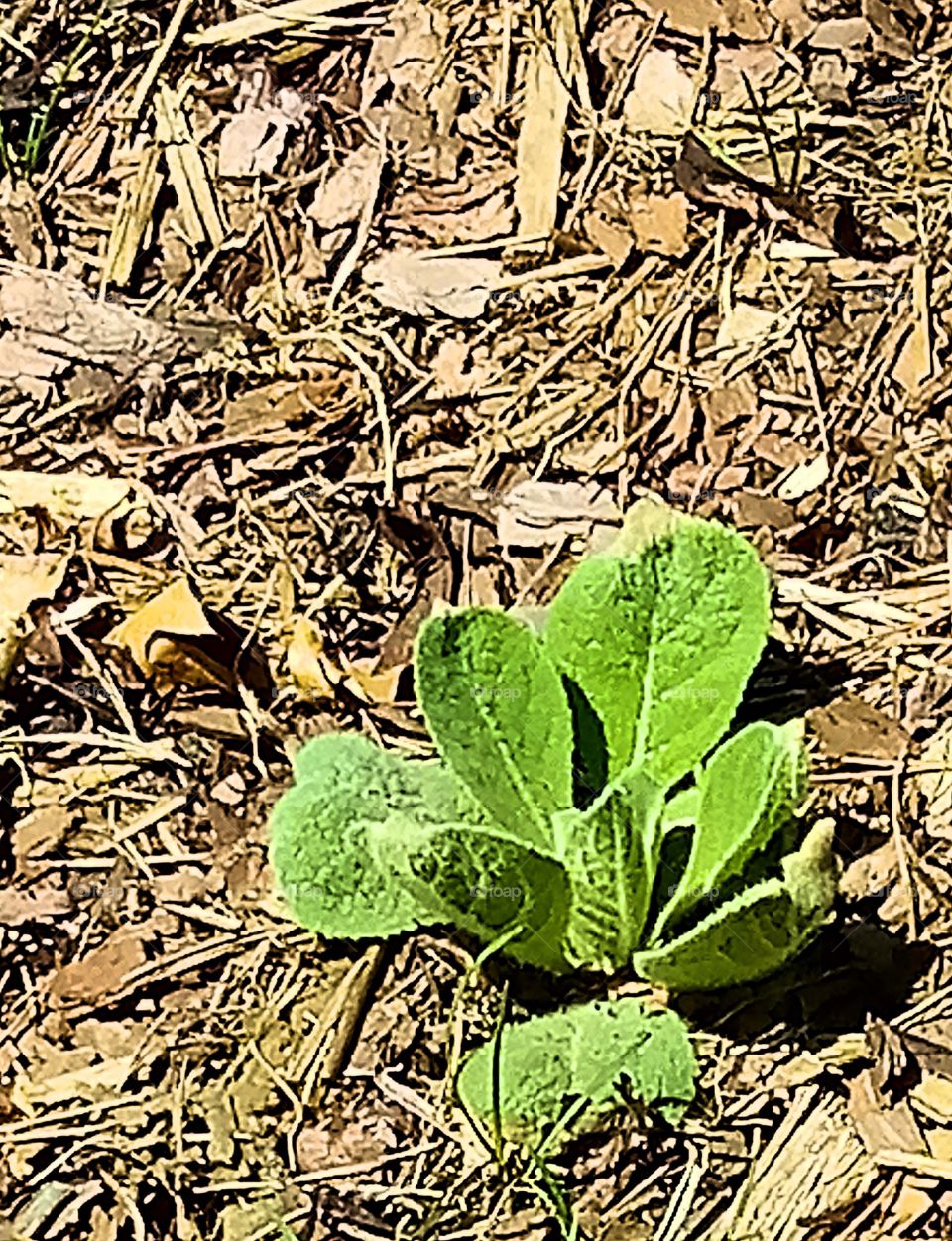 a young lamb's ear plant sprouting