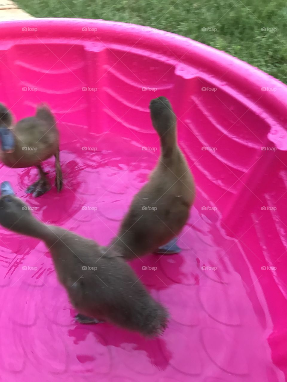 Ducks 