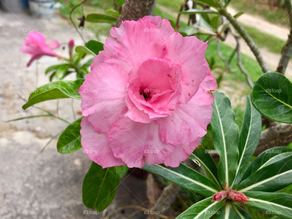 Everything blooms in its own time :)