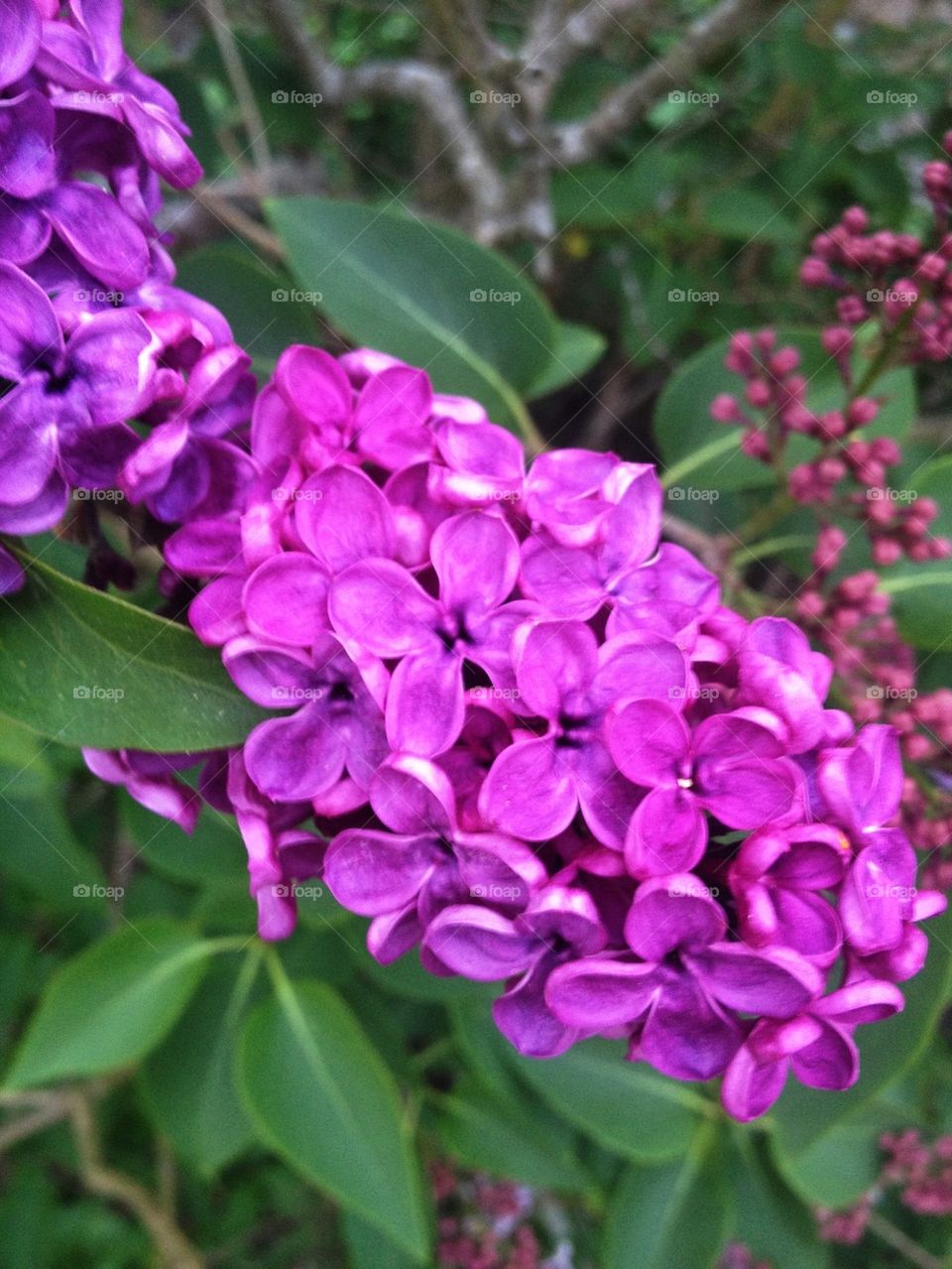 Lilac flowers in flowers