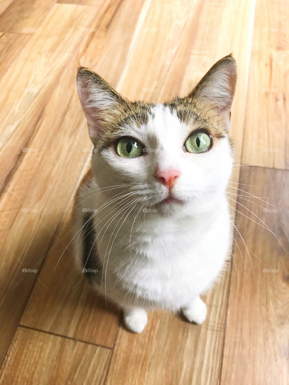 Green eyed cat looks up at you