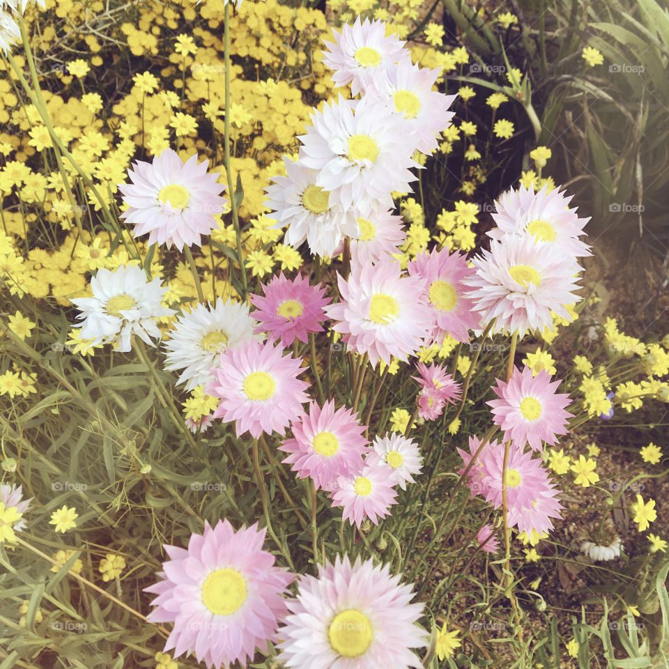 Wildflowers,Pink sunray and yellow everlasting in Western Australia.
