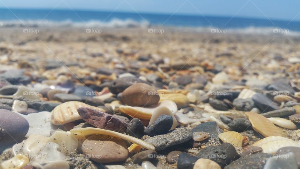 sea shells and rocks on a beach in France