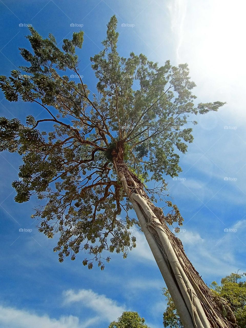 Tree under the blue sky
