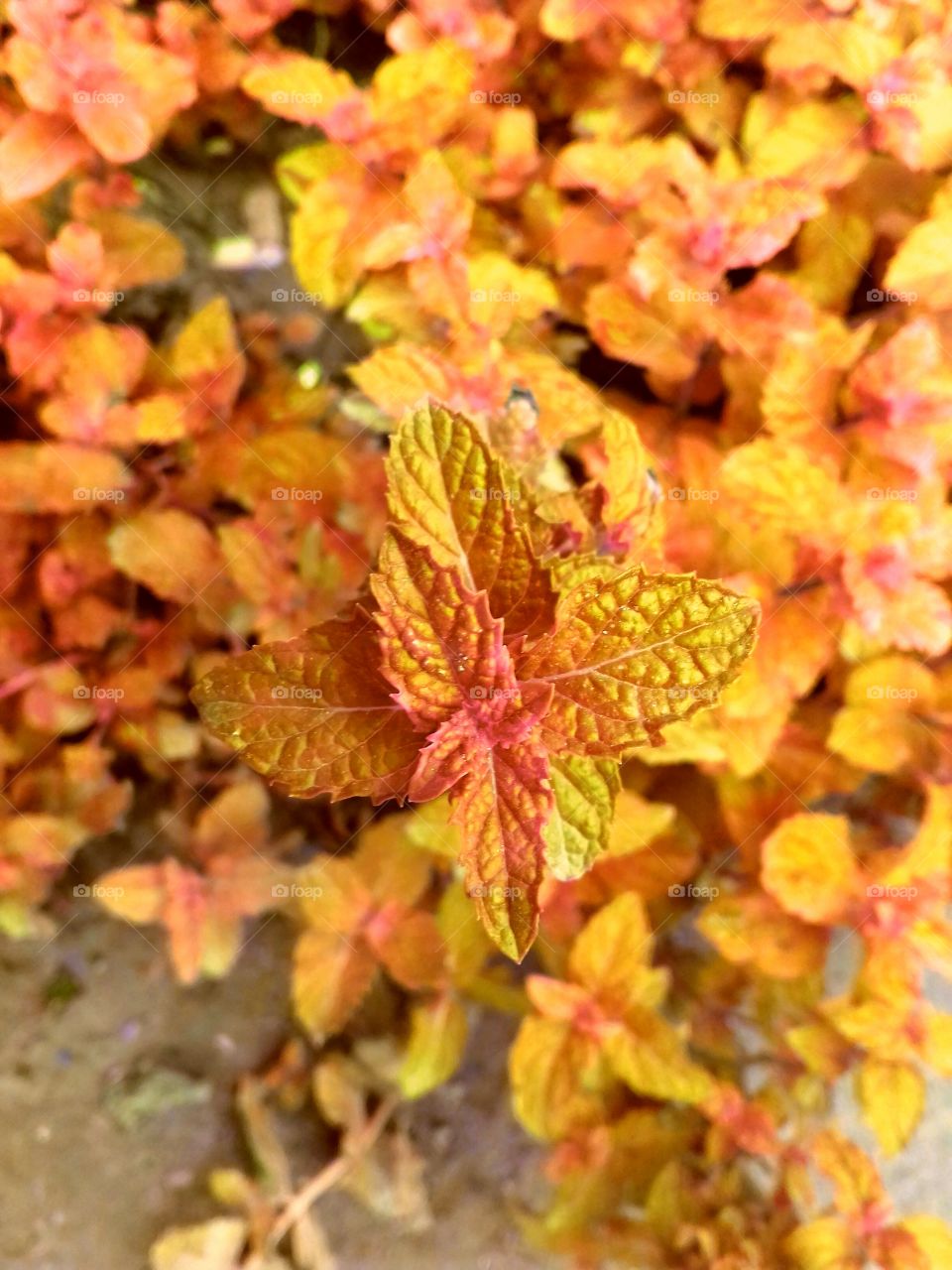 wow! super color seen in the plant leaves.