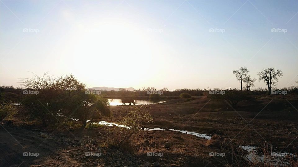 Rhino drinking water while the sun sets in the background in South Africa