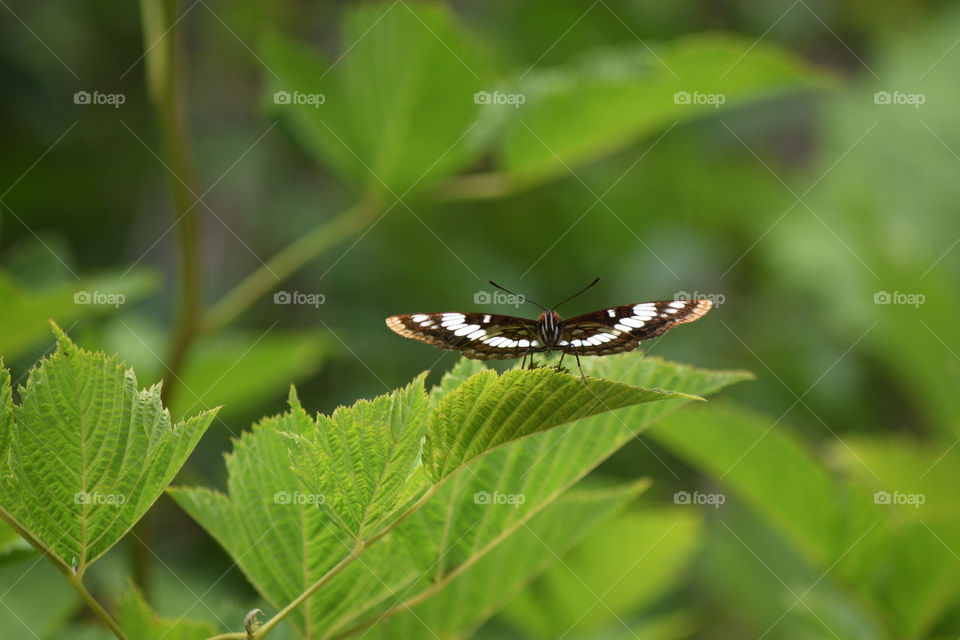 Butterfly, Nature, Leaf, Insect, Summer