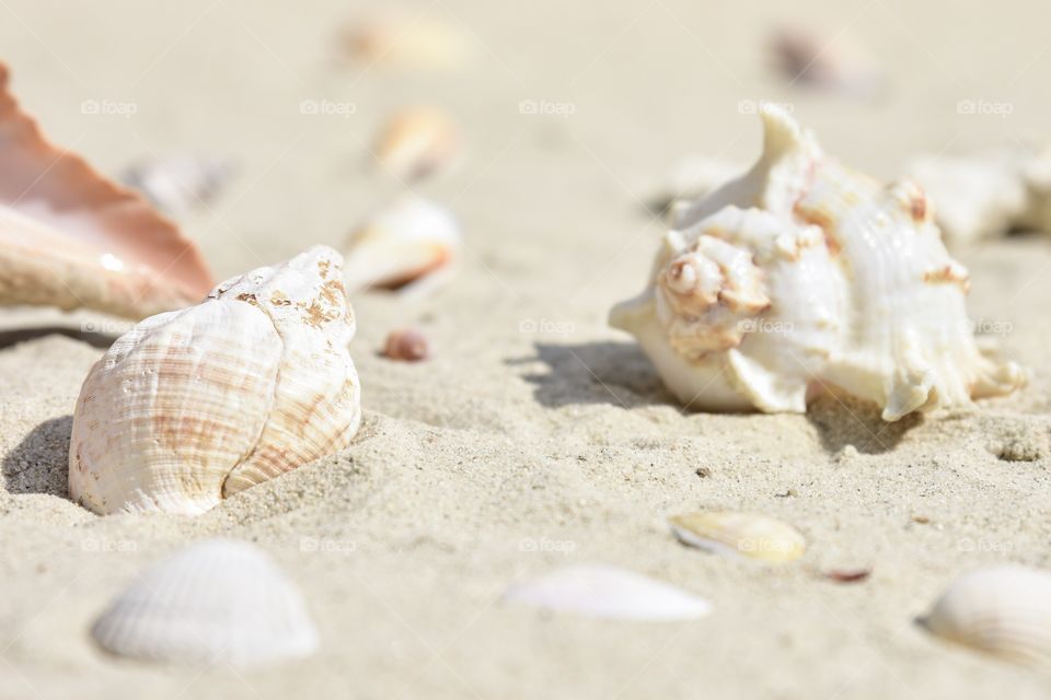 Sea shells