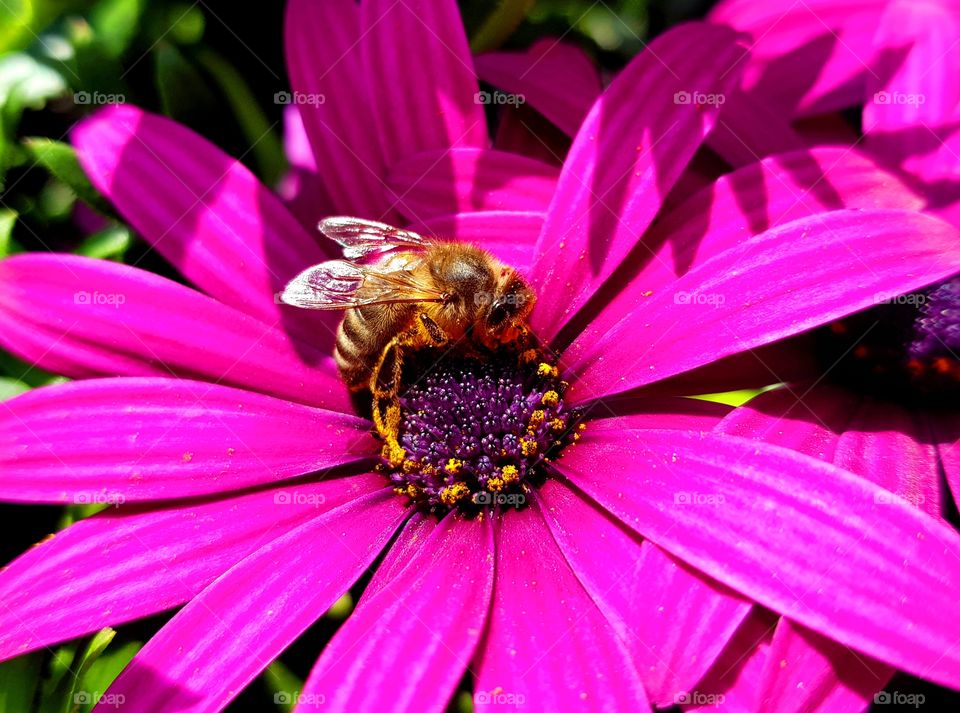 Nature, Flower, Pollen, Bee, Summer