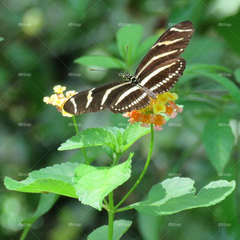 butterfly close-up