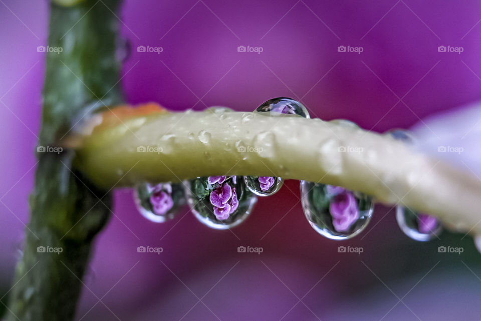 Which I like after rain...