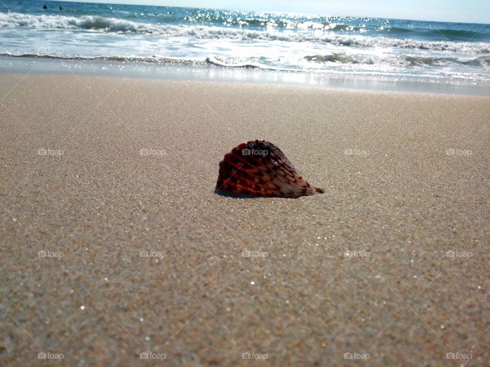 Seashell on Beach