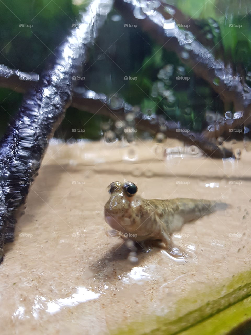 mudskipper