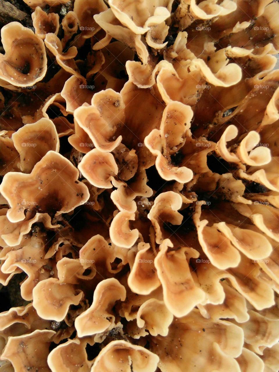 mashrum a fungus of nature