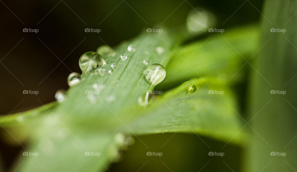 water on grass