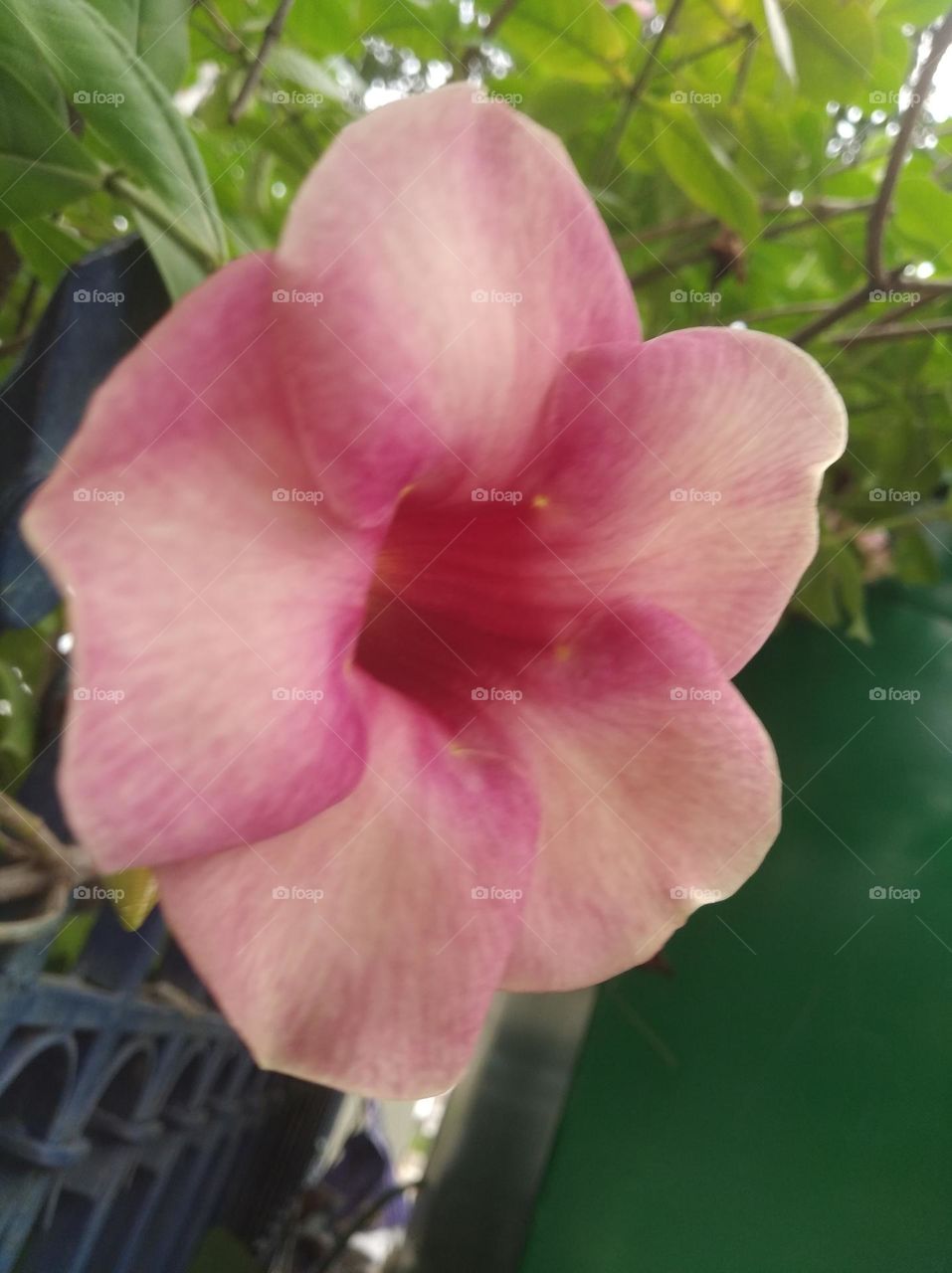 pink flower seasonal fresh shurb small size looks very beautiful generally found everywhere