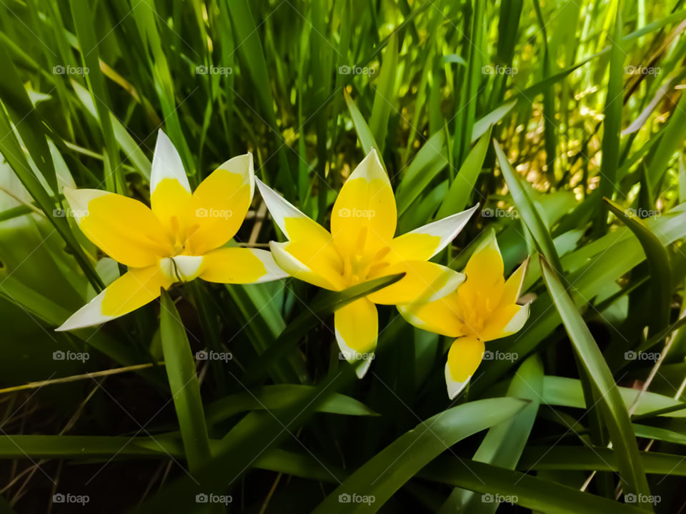 flowers