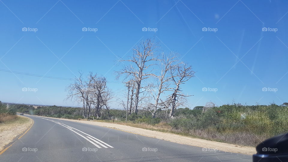 Trees that died next to the road on the way to the most southern point of Africa