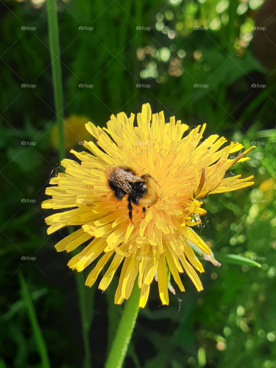 bumblebee collects nectar and pollinates dandelion