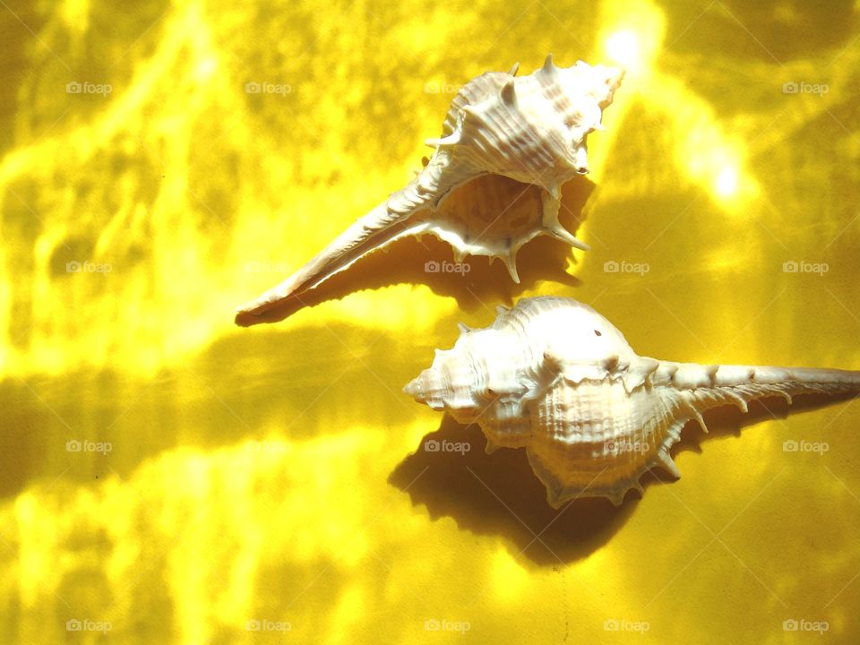 seashells on yellow background