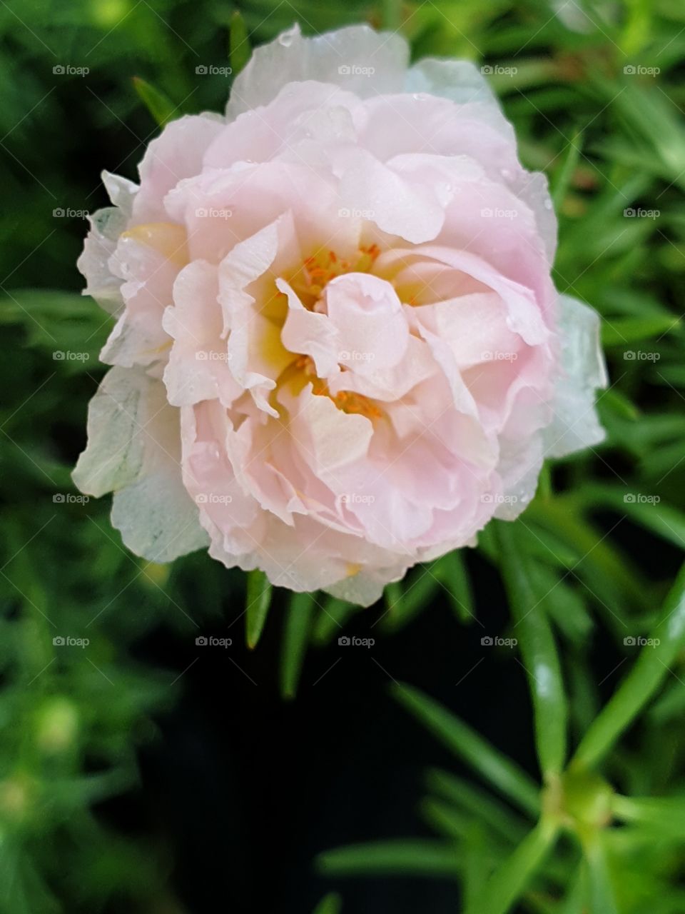  Portulaca Grandiflora or Moss-rose