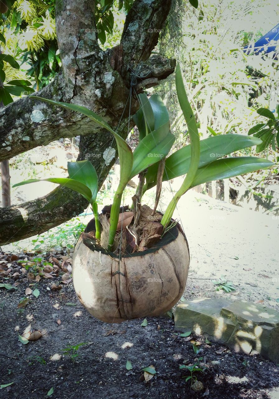 coconut pot