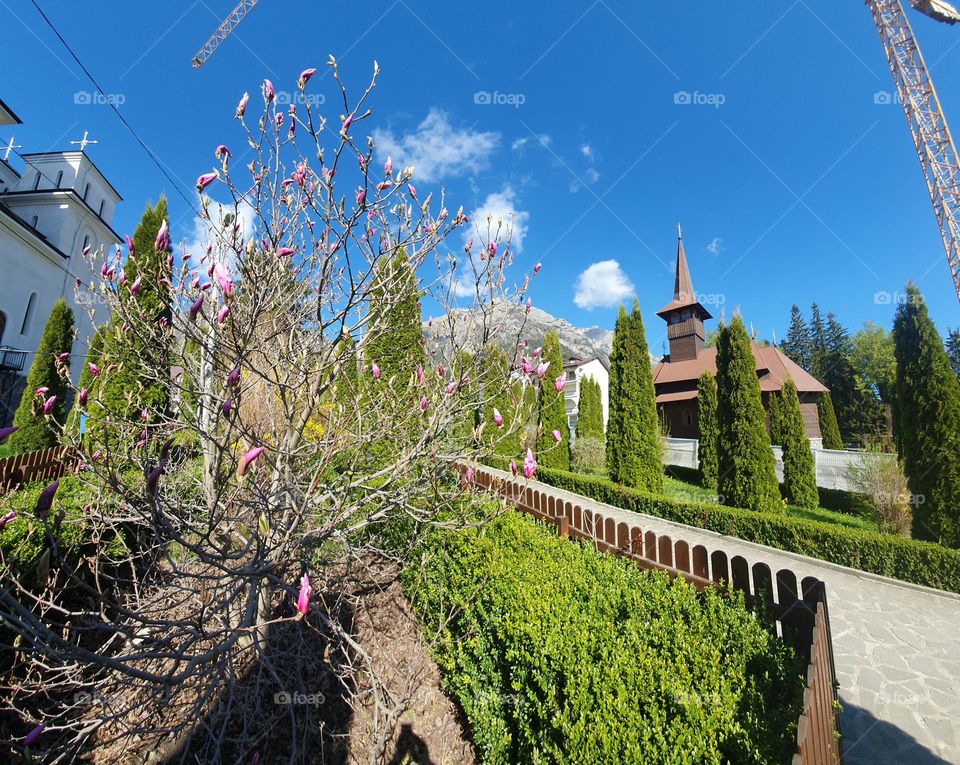 Magnolia in front of the church