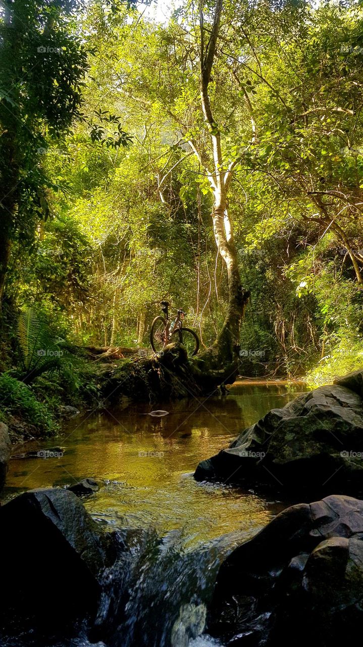 Serra do Japi - Brazil  (forest)