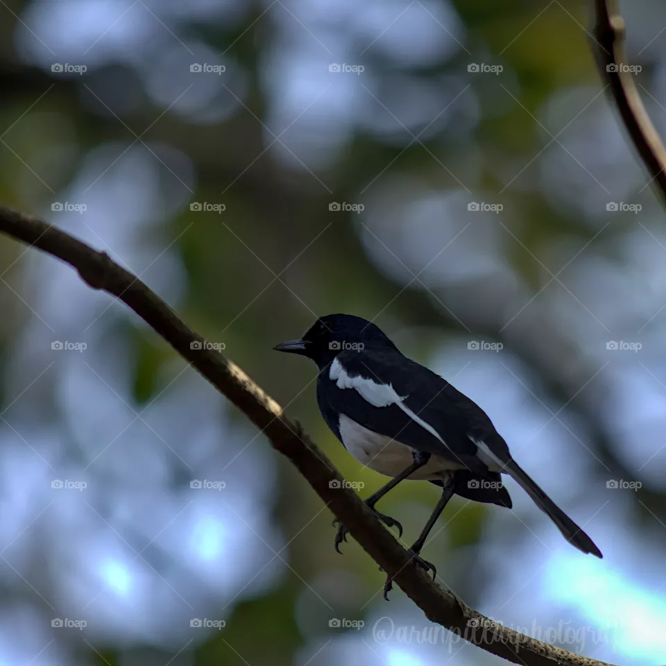 Black and white bird sitting on a tree branch