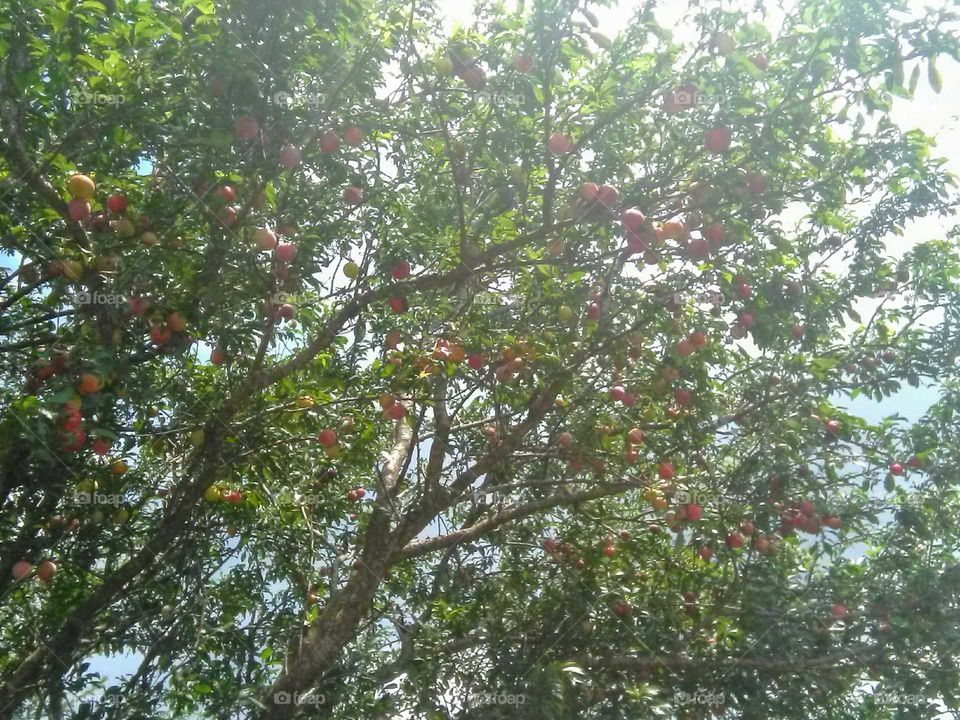 red plum fruit