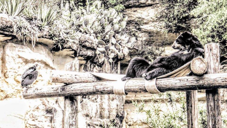 Black bear laid back looking at black vulture- cartoon style