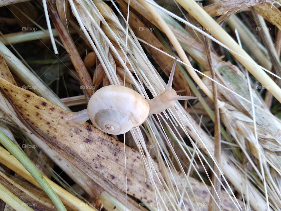 Snail