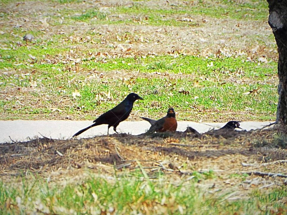 Black bird and Robin feeding