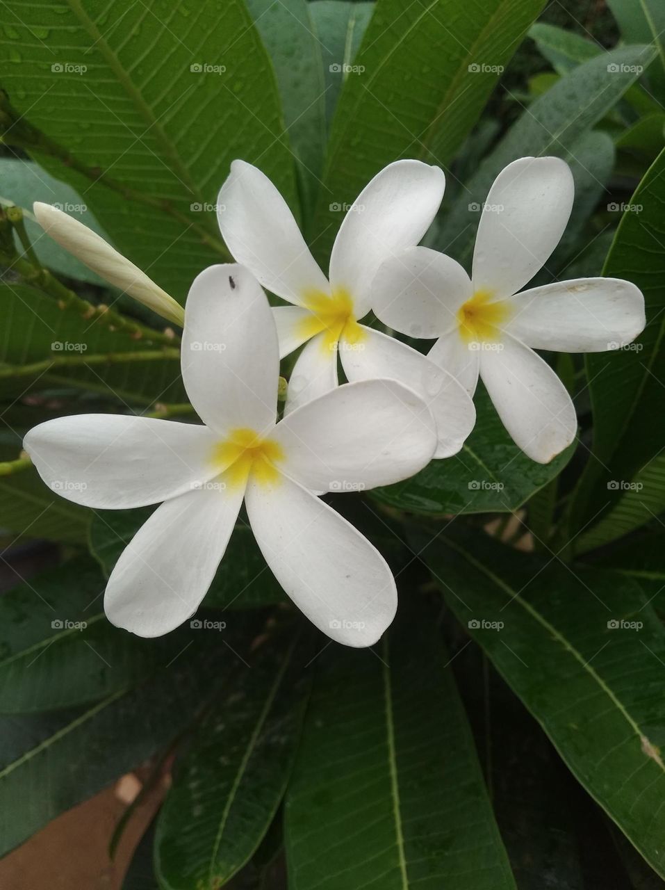 white flower seasonal fresh looks very beautiful generally found everywhere seasonal fresh