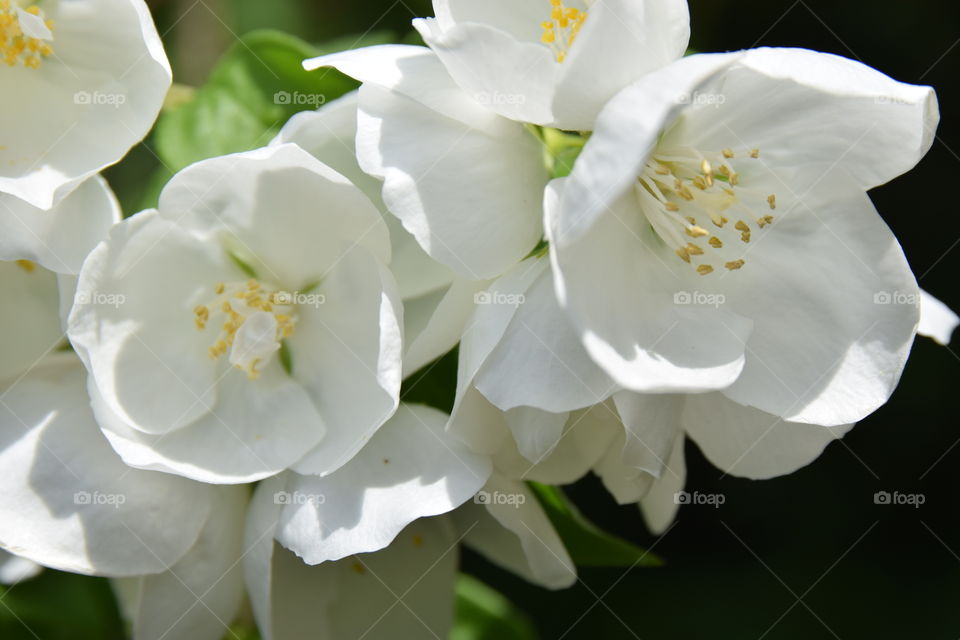 Philiadelphus coronarius