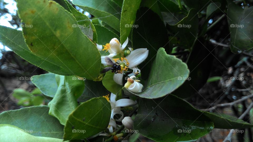 Pollination of lemon