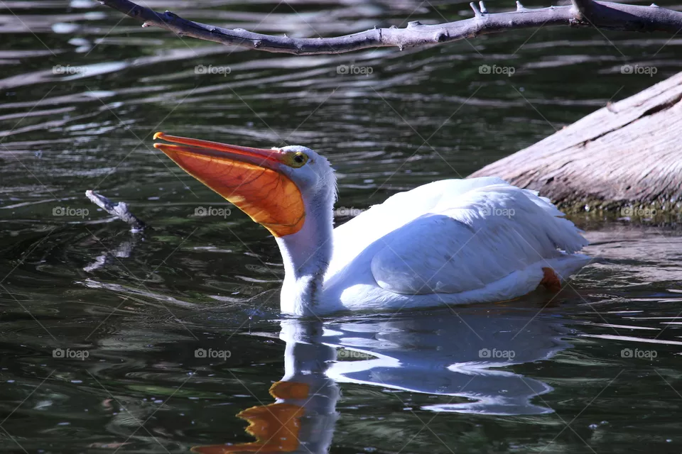 Pelican