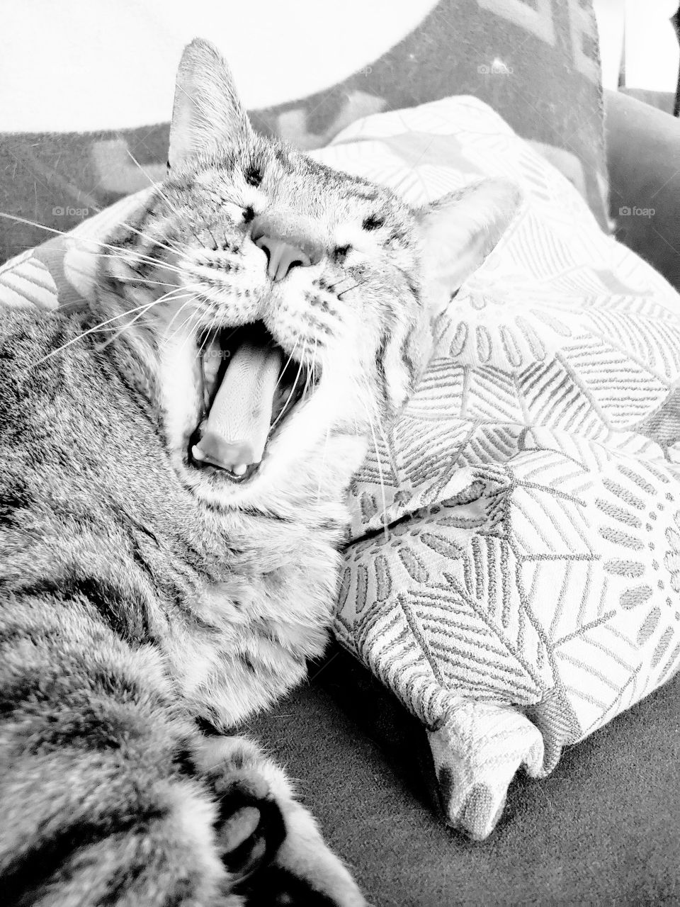 BooBoo the big old cat yawning