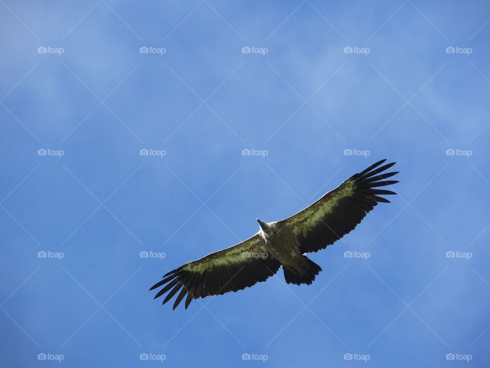 Vulture flying 