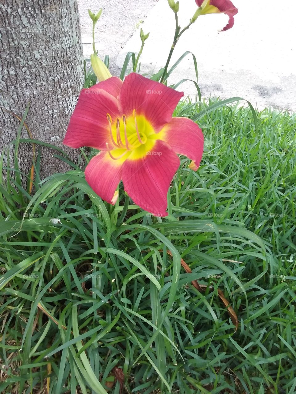 Wild Flower on the Block